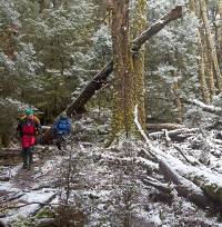 Walk through a forest of snow and trees along Tasmania's Overland Track during winter |  <i>Andrew Bain</i>
